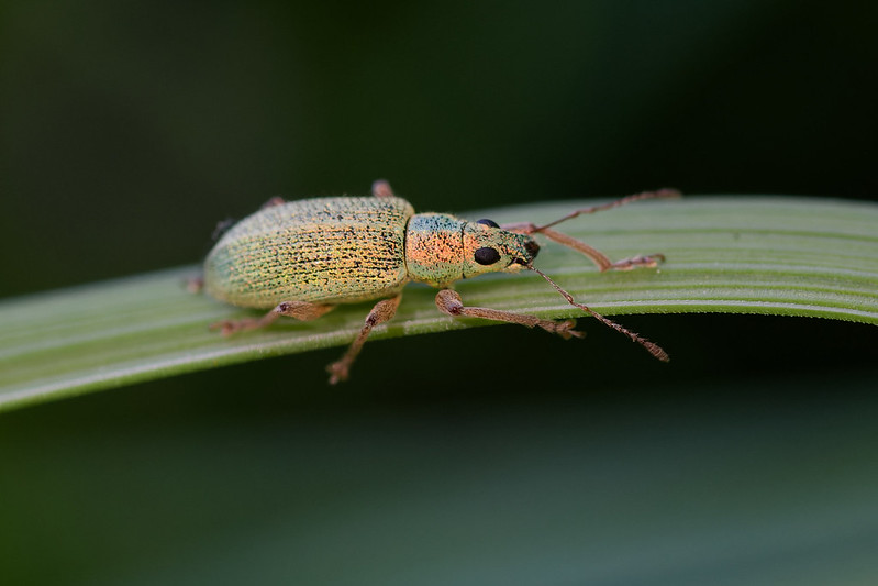 28 Polydrusus xanthopus.jpg